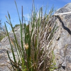 Lomandra longifolia at Googong, NSW - 19 Nov 2014