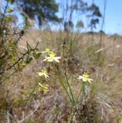 Tricoryne elatior (Yellow Rush Lily) at Gungahlin, ACT - 18 Nov 2014 by lyndsey