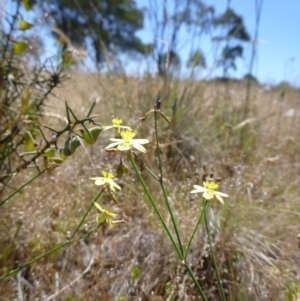 Tricoryne elatior at Gungahlin, ACT - 18 Nov 2014 04:02 PM