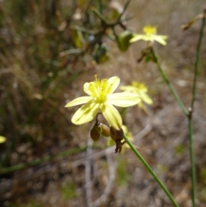 Tricoryne elatior at Gungahlin, ACT - 18 Nov 2014