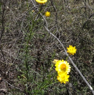 Xerochrysum viscosum (Sticky Everlasting) at Canberra Central, ACT - 19 Nov 2014 by galah681