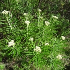 Cassinia longifolia (Shiny Cassinia, Cauliflower Bush) at Paddys River, ACT - 31 Oct 2014 by galah681