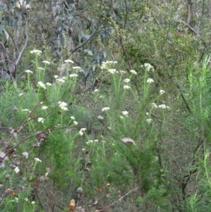 Cassinia longifolia at Paddys River, ACT - 1 Nov 2014 08:47 AM