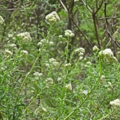 Cassinia longifolia (Shiny Cassinia, Cauliflower Bush) at Paddys River, ACT - 15 Nov 2014 by galah681