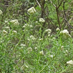 Cassinia longifolia at Paddys River, ACT - 15 Nov 2014