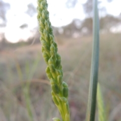 Microtis sp. (Onion Orchid) at Bonython, ACT - 8 Nov 2014 by michaelb