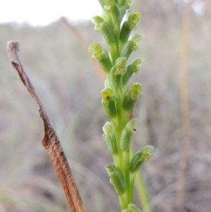 Microtis parviflora at Bonython, ACT - 8 Nov 2014