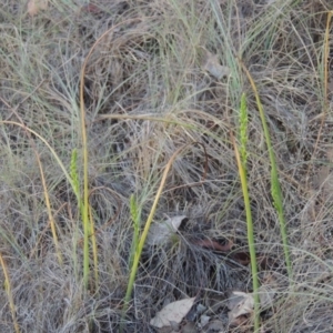 Microtis parviflora at Bonython, ACT - 8 Nov 2014