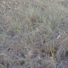 Microtis parviflora at Bonython, ACT - 8 Nov 2014