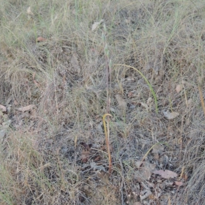 Thelymitra sp. (A Sun Orchid) at Pine Island to Point Hut - 8 Nov 2014 by michaelb