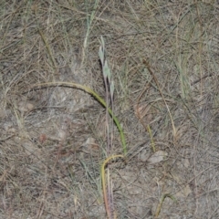 Thelymitra sp. (A Sun Orchid) at Pine Island to Point Hut - 8 Nov 2014 by michaelb