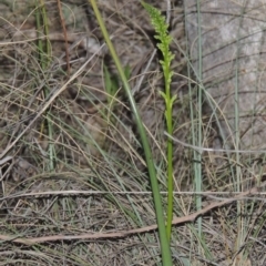 Microtis sp. (Onion Orchid) at Bonython, ACT - 8 Nov 2014 by MichaelBedingfield