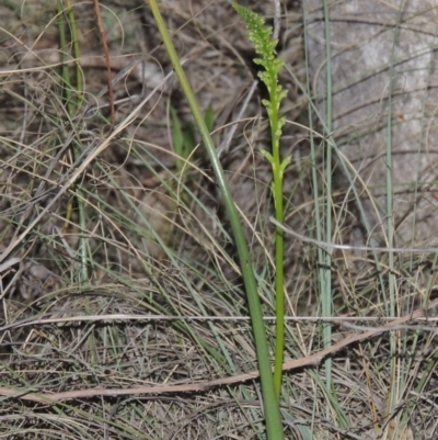 Microtis sp. (Onion Orchid) at Pine Island to Point Hut - 8 Nov 2014 by michaelb