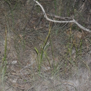 Microtis sp. at Bonython, ACT - 8 Nov 2014