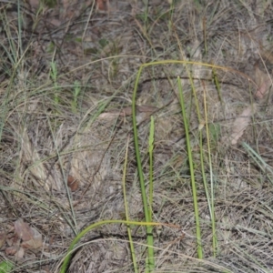 Microtis sp. at Bonython, ACT - 8 Nov 2014