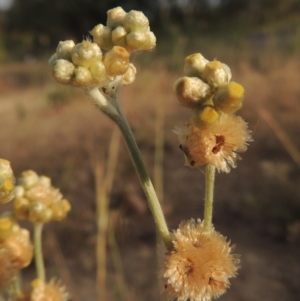 Pseudognaphalium luteoalbum at Paddys River, ACT - 9 Nov 2014