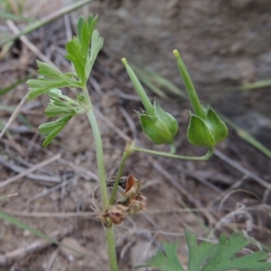 Geranium sp. Pleated sepals (D.E.Albrecht 4707) Vic. Herbarium at Paddys River, ACT - 9 Nov 2014