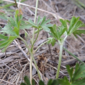 Geranium sp. Pleated sepals (D.E.Albrecht 4707) Vic. Herbarium at Paddys River, ACT - 9 Nov 2014