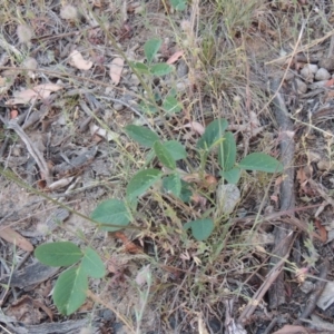 Oxytes brachypoda at Tennent, ACT - 10 Nov 2014 07:58 PM