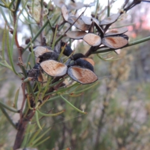 Hakea microcarpa at Tennent, ACT - 10 Nov 2014 08:04 PM