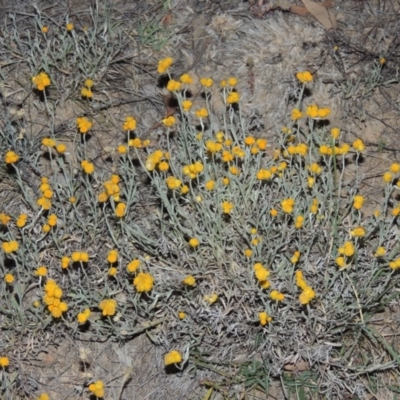 Chrysocephalum apiculatum (Common Everlasting) at Tennent, ACT - 10 Nov 2014 by MichaelBedingfield