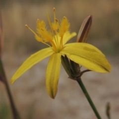 Tricoryne elatior (Yellow Rush Lily) at Tennent, ACT - 11 Nov 2014 by michaelb