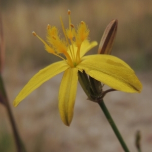 Tricoryne elatior at Tennent, ACT - 11 Nov 2014 05:00 PM
