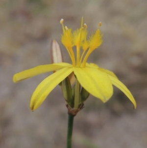 Tricoryne elatior at Tennent, ACT - 11 Nov 2014 05:00 PM