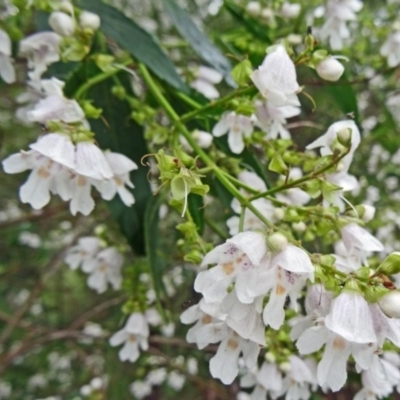 Prostanthera lasianthos (Victorian Christmas Bush) at Paddys River, ACT - 30 Nov 2014 by galah681