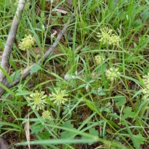 Hydrocotyle laxiflora at Paddys River, ACT - 30 Nov 2014 11:59 AM