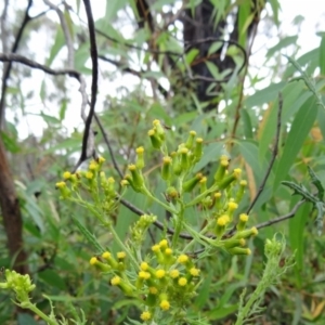 Senecio bathurstianus at Paddys River, ACT - 30 Nov 2014 11:59 AM