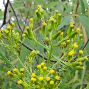 Senecio bathurstianus at Paddys River, ACT - 30 Nov 2014 11:59 AM