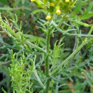 Senecio bathurstianus at Paddys River, ACT - 30 Nov 2014 11:59 AM