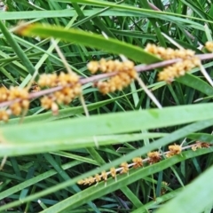 Lomandra longifolia at Paddys River, ACT - 30 Nov 2014