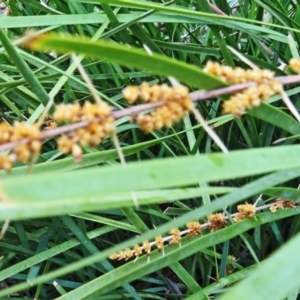 Lomandra longifolia at Paddys River, ACT - 30 Nov 2014 12:00 PM