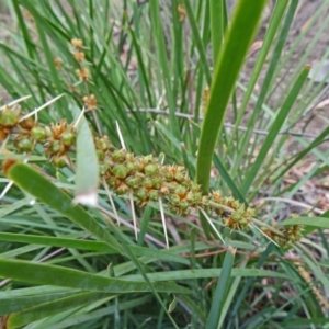 Lomandra longifolia at Paddys River, ACT - 30 Nov 2014 12:00 PM