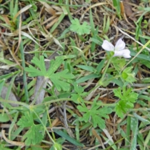 Geranium solanderi var. solanderi at Paddys River, ACT - 30 Nov 2014