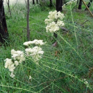 Cassinia longifolia at Paddys River, ACT - 30 Nov 2014 12:03 PM
