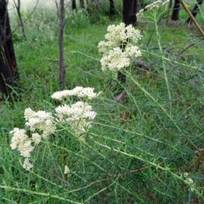 Cassinia longifolia (Shiny Cassinia, Cauliflower Bush) at Paddys River, ACT - 30 Nov 2014 by galah681