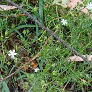 Stellaria pungens at Paddys River, ACT - 30 Nov 2014 12:07 PM