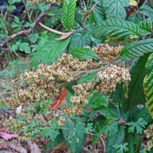 Pomaderris aspera at Paddys River, ACT - 30 Nov 2014