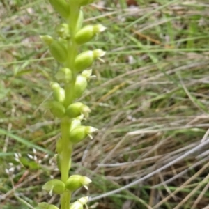 Microtis sp. at Paddys River, ACT - suppressed