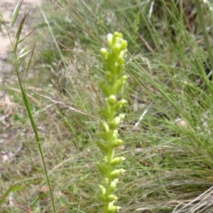 Microtis sp. at Paddys River, ACT - suppressed