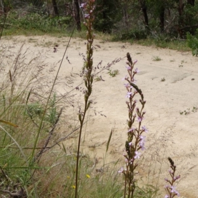 Stylidium graminifolium (grass triggerplant) at Paddys River, ACT - 30 Nov 2014 by galah681