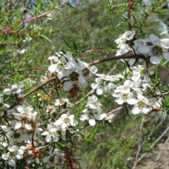 Leptospermum continentale (Prickly Teatree) at Paddys River, ACT - 30 Nov 2014 by galah681