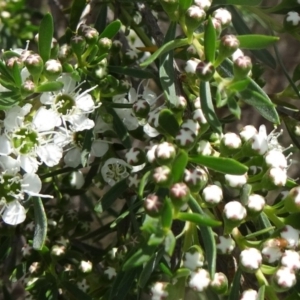 Kunzea ericoides at Paddys River, ACT - 30 Nov 2014 01:29 PM