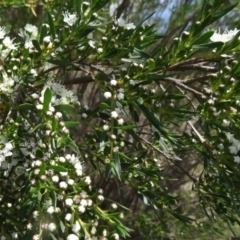 Kunzea ericoides at Paddys River, ACT - 30 Nov 2014 01:29 PM