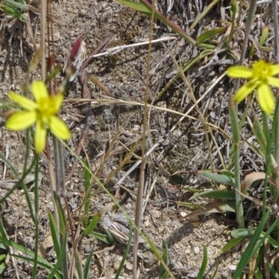 Tricoryne elatior (Yellow Rush Lily) at Paddys River, ACT - 30 Nov 2014 by galah681