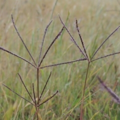 Cynodon dactylon (Couch Grass) at Tennent, ACT - 11 Nov 2014 by michaelb