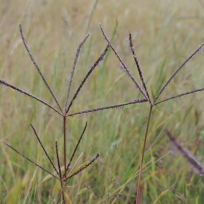 Cynodon dactylon (Couch Grass) at Tennent, ACT - 11 Nov 2014 by michaelb